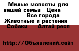 Милые мопсяты для вашей семьи › Цена ­ 20 000 - Все города Животные и растения » Собаки   . Алтай респ.